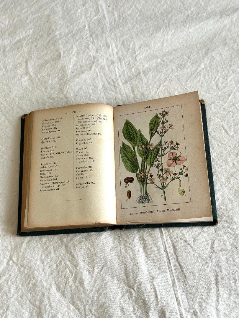 １９０5年　イラクサ科　石版印刷　ボタニカル　植物解剖図　植物図鑑　アンティーク