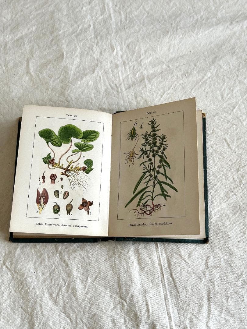 １９０5年　イラクサ科　石版印刷　ボタニカル　植物解剖図　植物図鑑　アンティーク