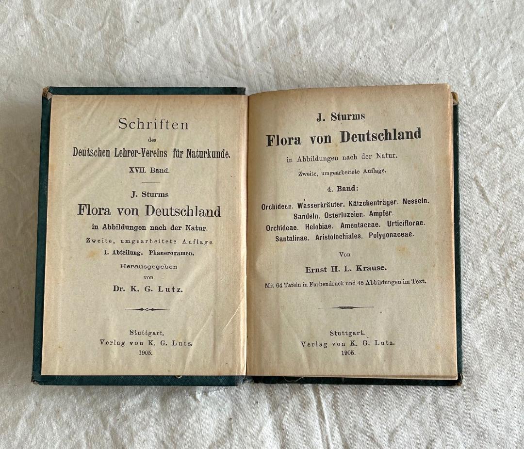 １９０5年　イラクサ科　石版印刷　ボタニカル　植物解剖図　植物図鑑　アンティーク