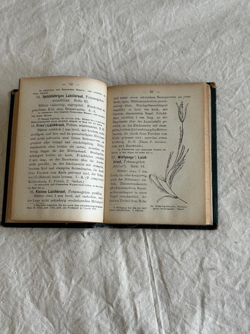 １９０5年　イラクサ科　石版印刷　ボタニカル　植物解剖図　植物図鑑　アンティーク