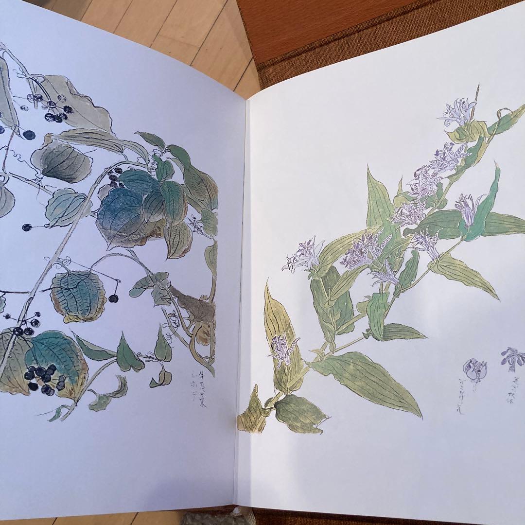 堅山南風素描　花