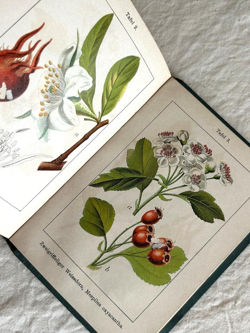 １９０４年　バラ科　石版印刷　ボタニカル　植物解剖図　植物図鑑　アンティーク