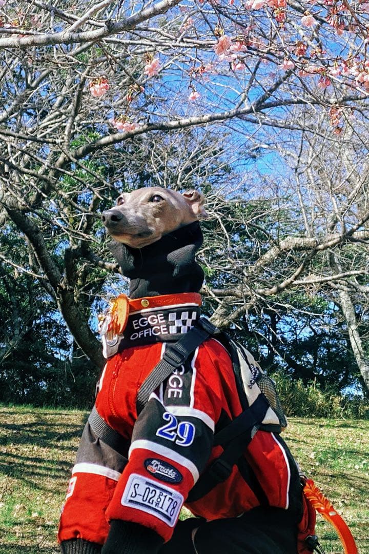 ノルウェー本革編み込み首輪リードセット