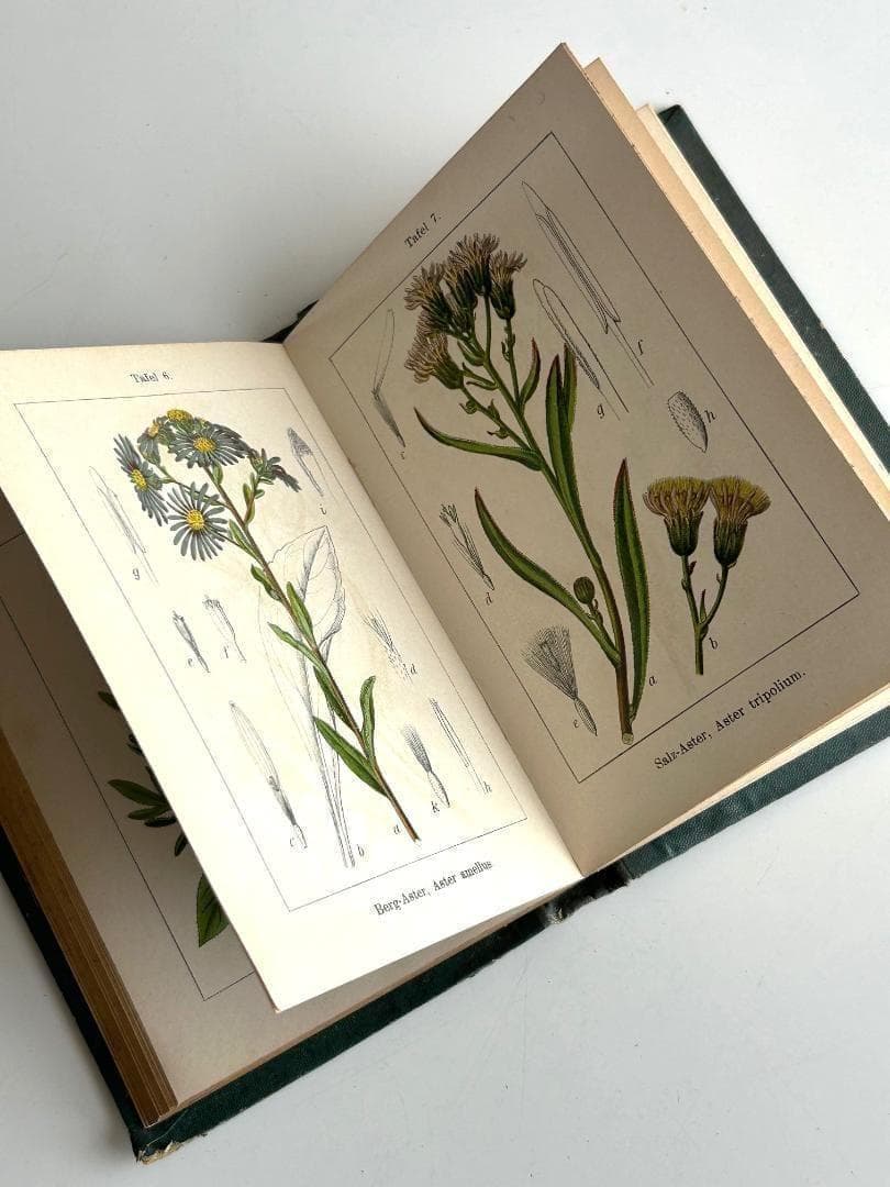 １９０５年　石版印刷　ボタニカル　植物解剖図　植物図鑑　アンティーク