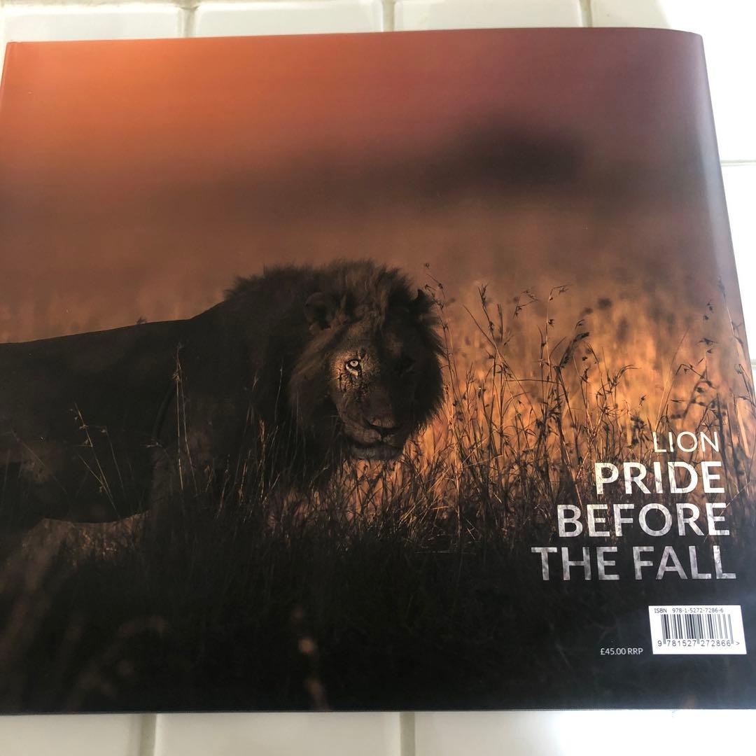 Lion pride before the fall ライオン写真集