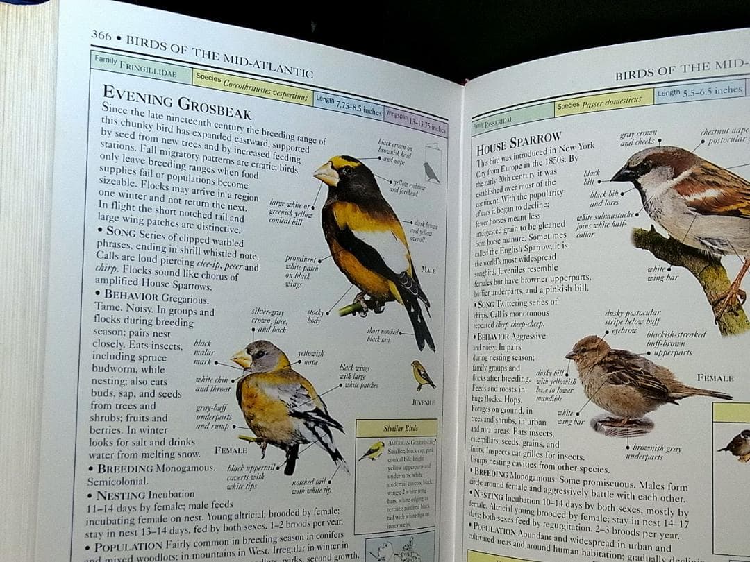 洋書 中部大西洋の鳥類図鑑 Birds of the Mid-Atlantic