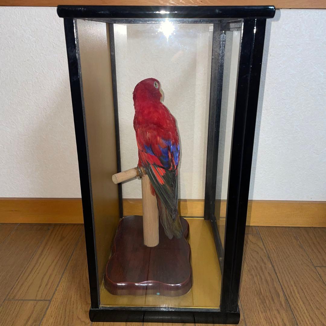 こんねこん12専用　【剥製】美しい赤色のヒインコ標本 ガラスケース付き
