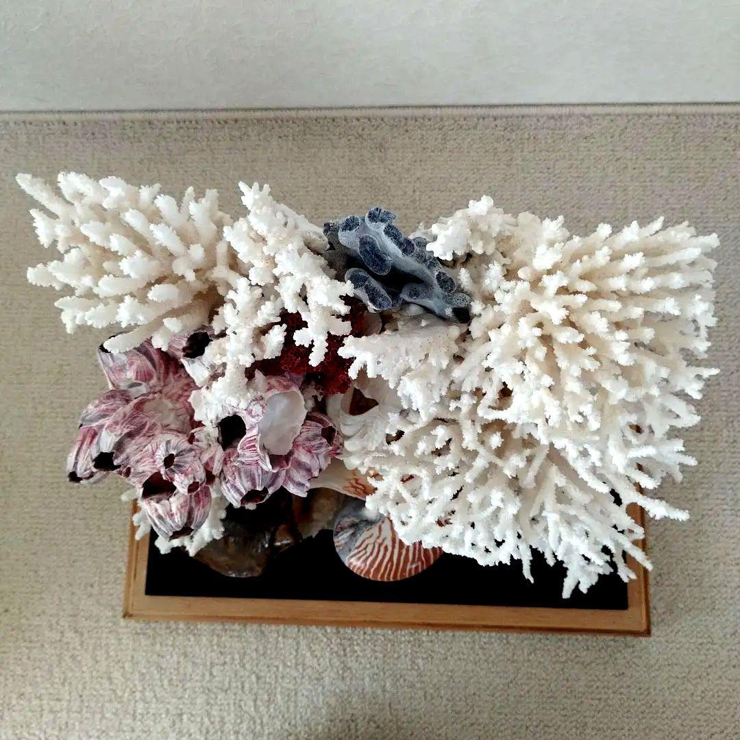美品　珊瑚礁　置物　ガラスケース入り　特大　48cm