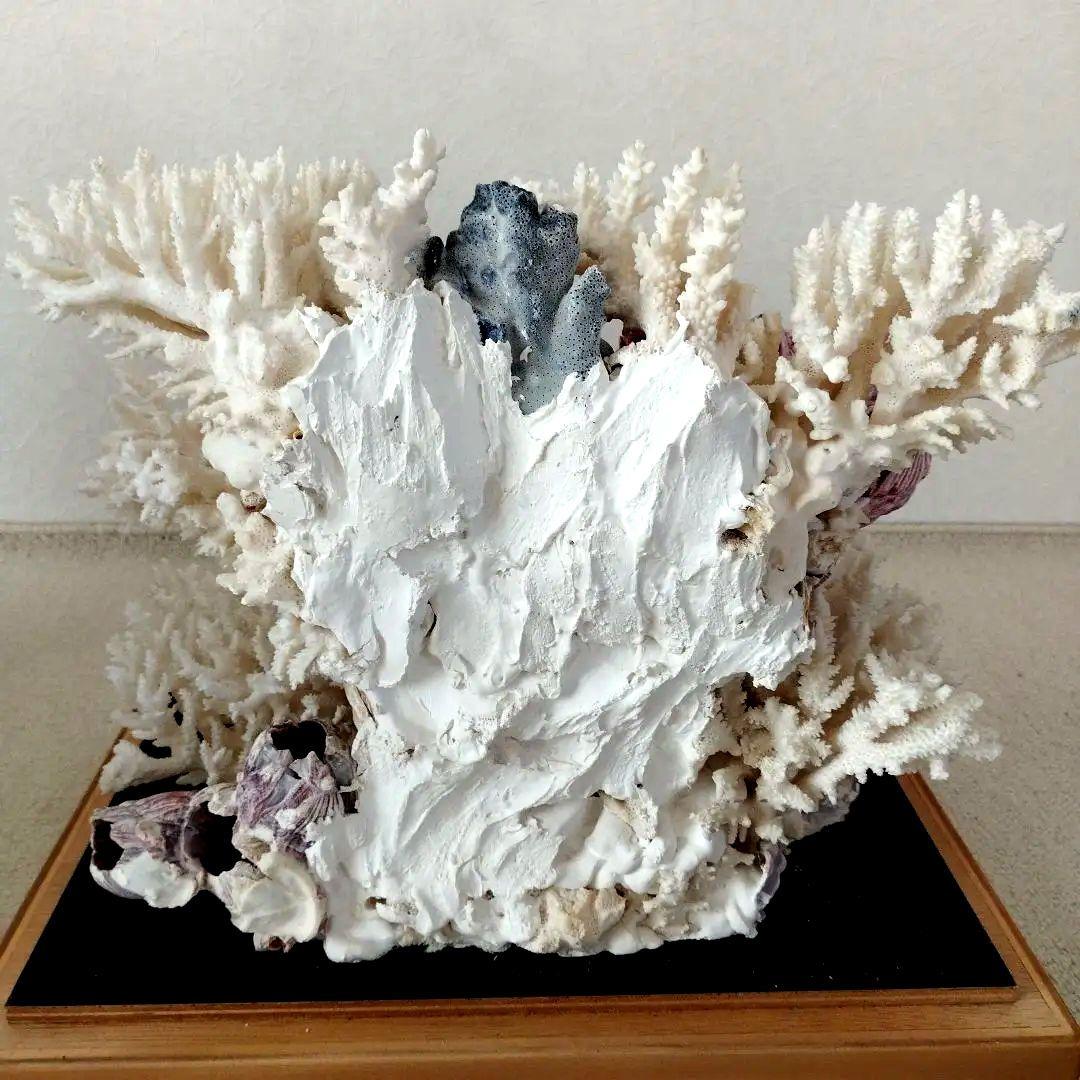 美品　珊瑚礁　置物　ガラスケース入り　特大　48cm