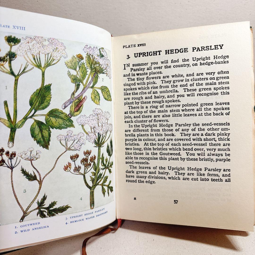 海外 ヴィンテージ洋書 FLOWERS 草花の図鑑 イギリス