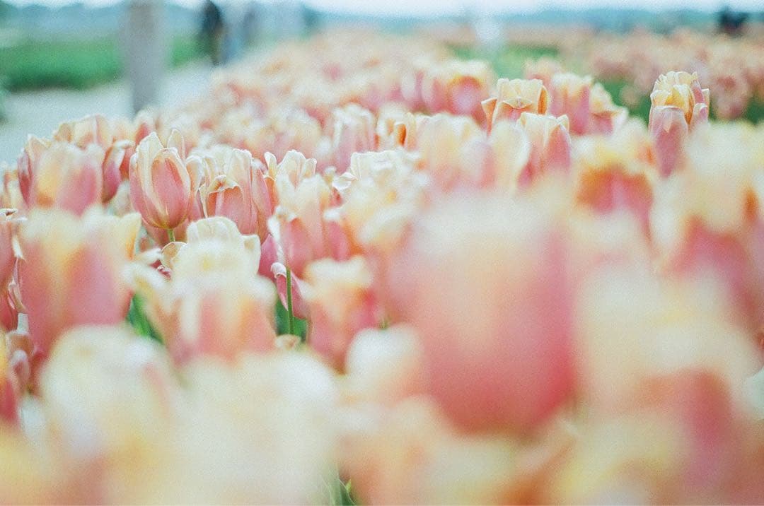 ASAHI PENTAX SPF フィルムカメラ