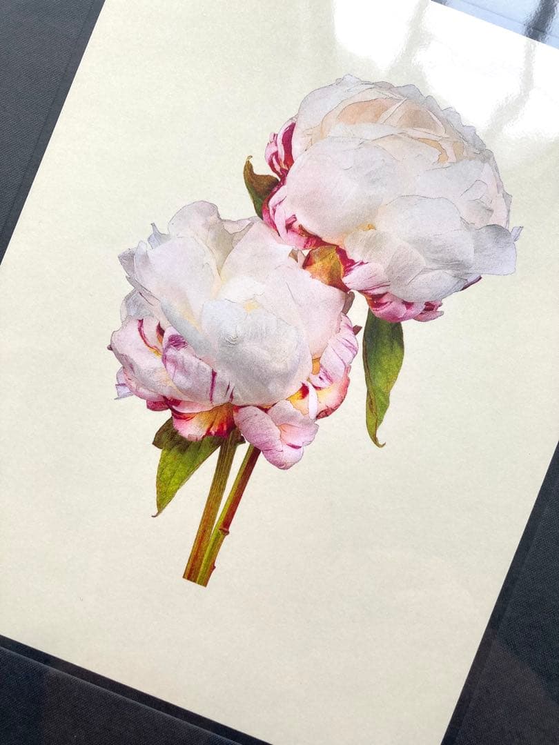 藤間謙二「The Most Beautiful Flowers」花の図鑑写真集