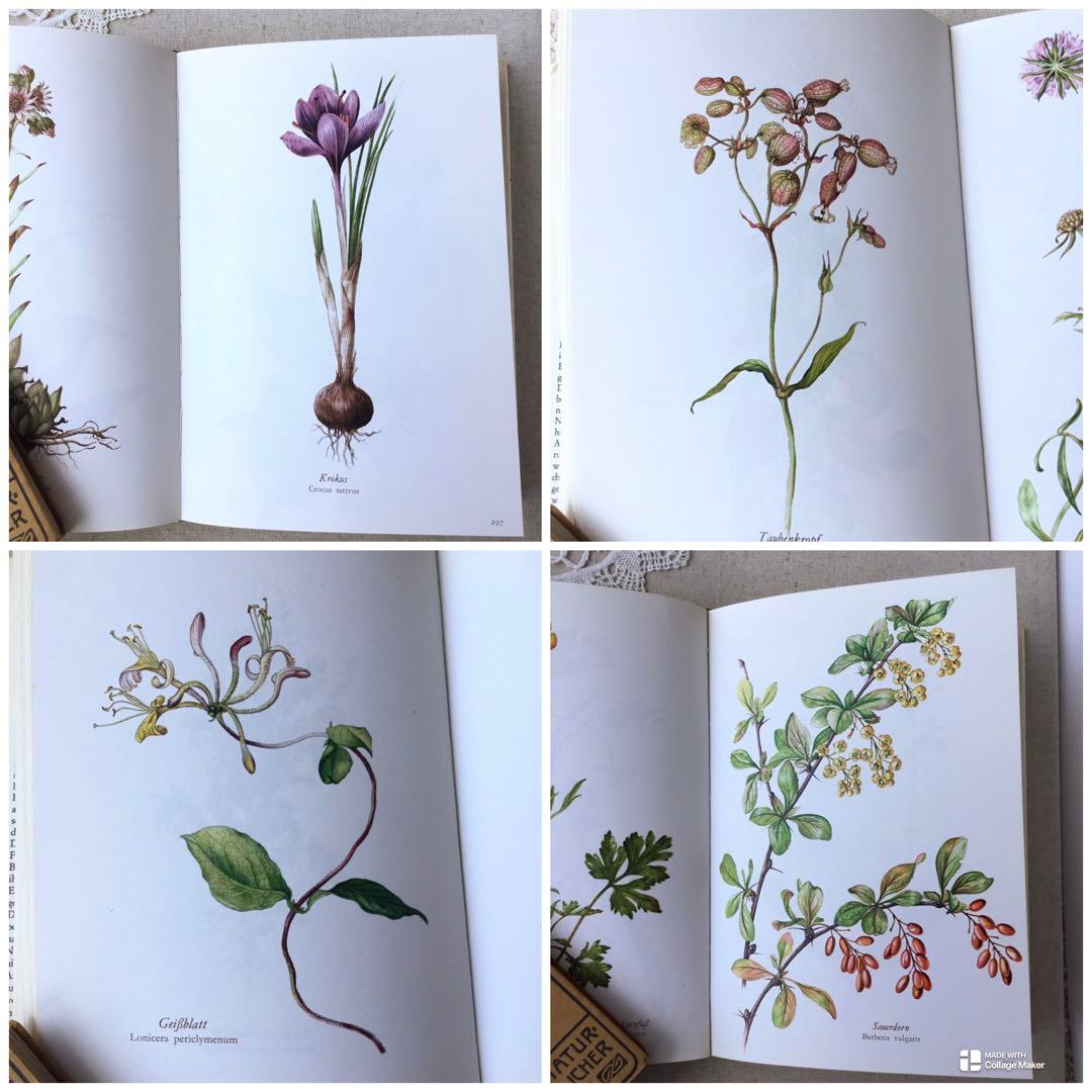 洋書　植物図鑑 Elsa Felsko花図鑑 ヴィンテージ ボタニカルインテリア
