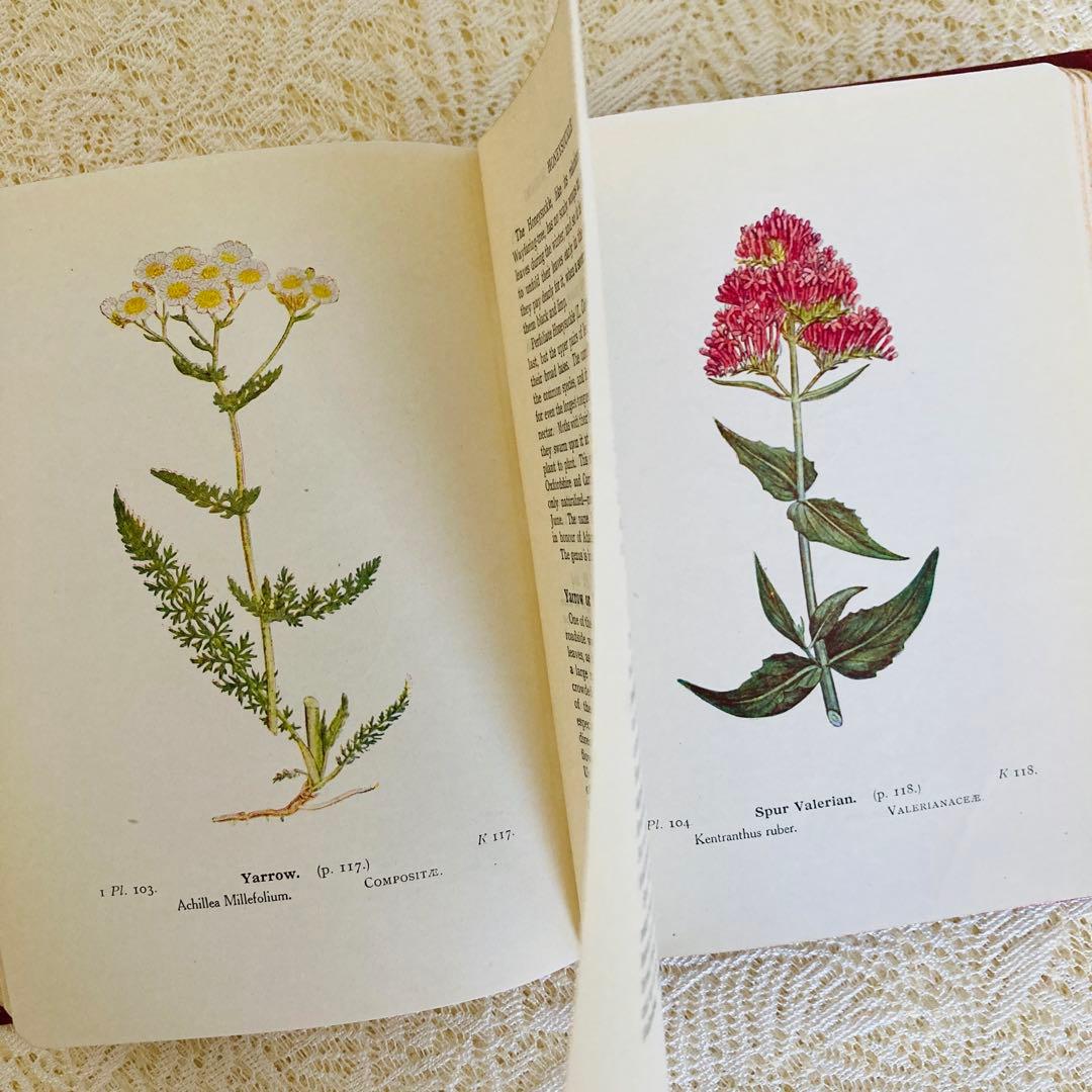 洋書　古書　イギリスのヴィンテージ植物図鑑① 　上品な装丁と美しいカラー図版