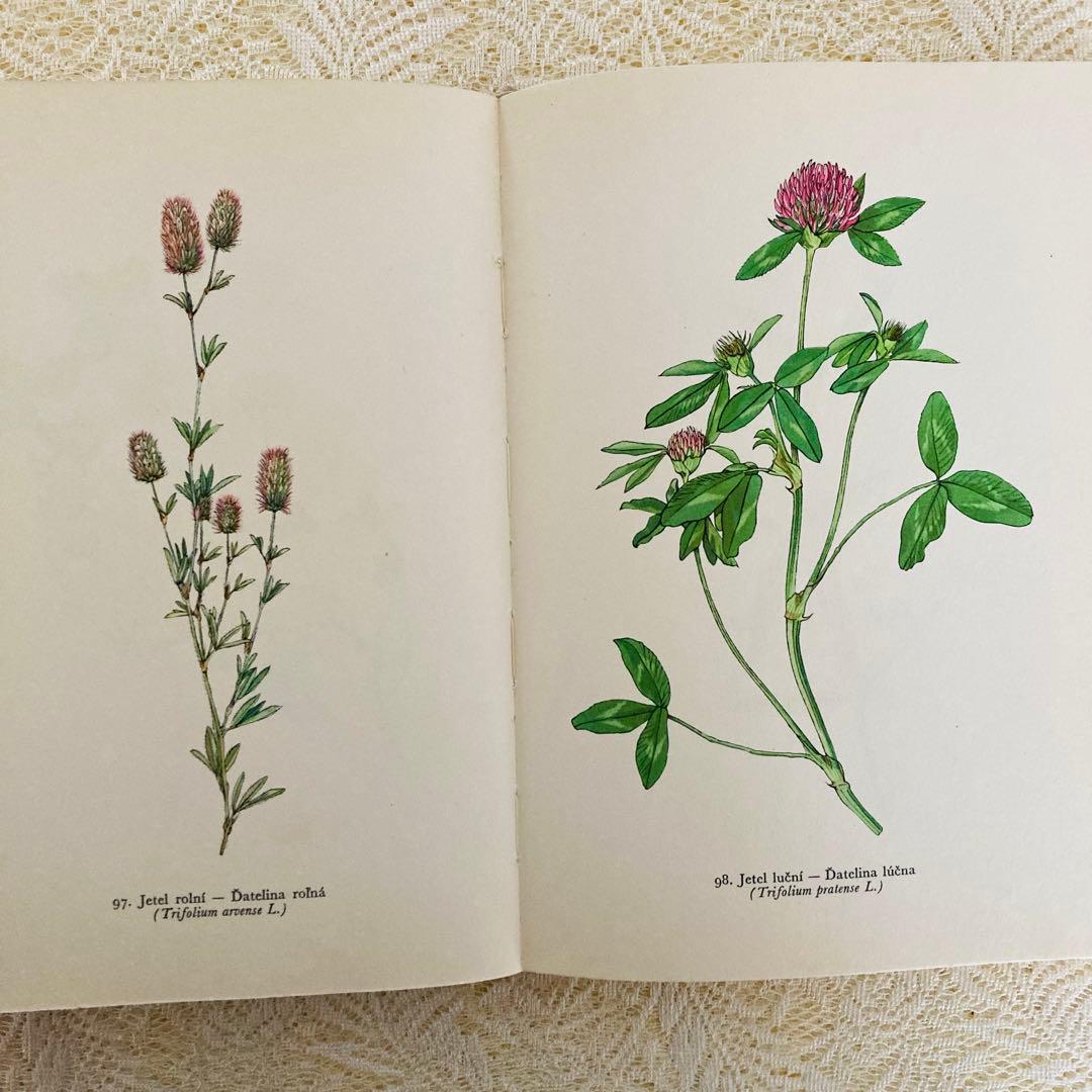 洋書　古書　美しいチェコの植物図鑑　野の花図鑑　優美な植物画273点♡