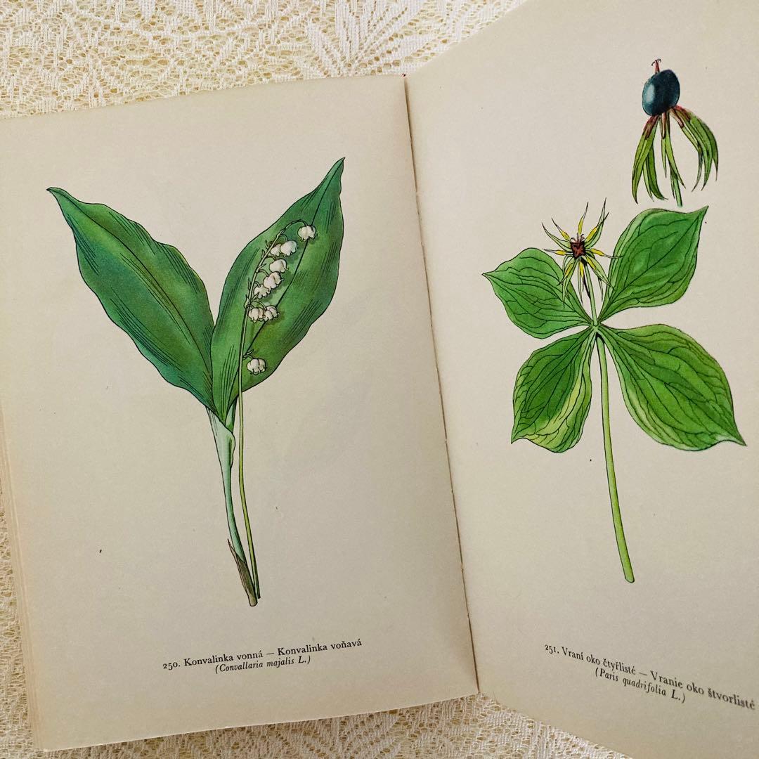 洋書　古書　美しいチェコの植物図鑑　野の花図鑑　優美な植物画273点♡