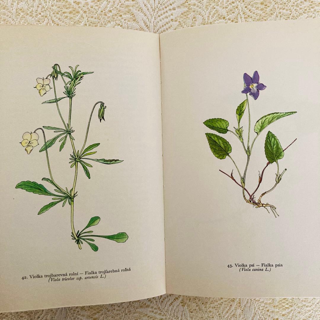 洋書　古書　美しいチェコの植物図鑑　野の花図鑑　優美な植物画273点♡