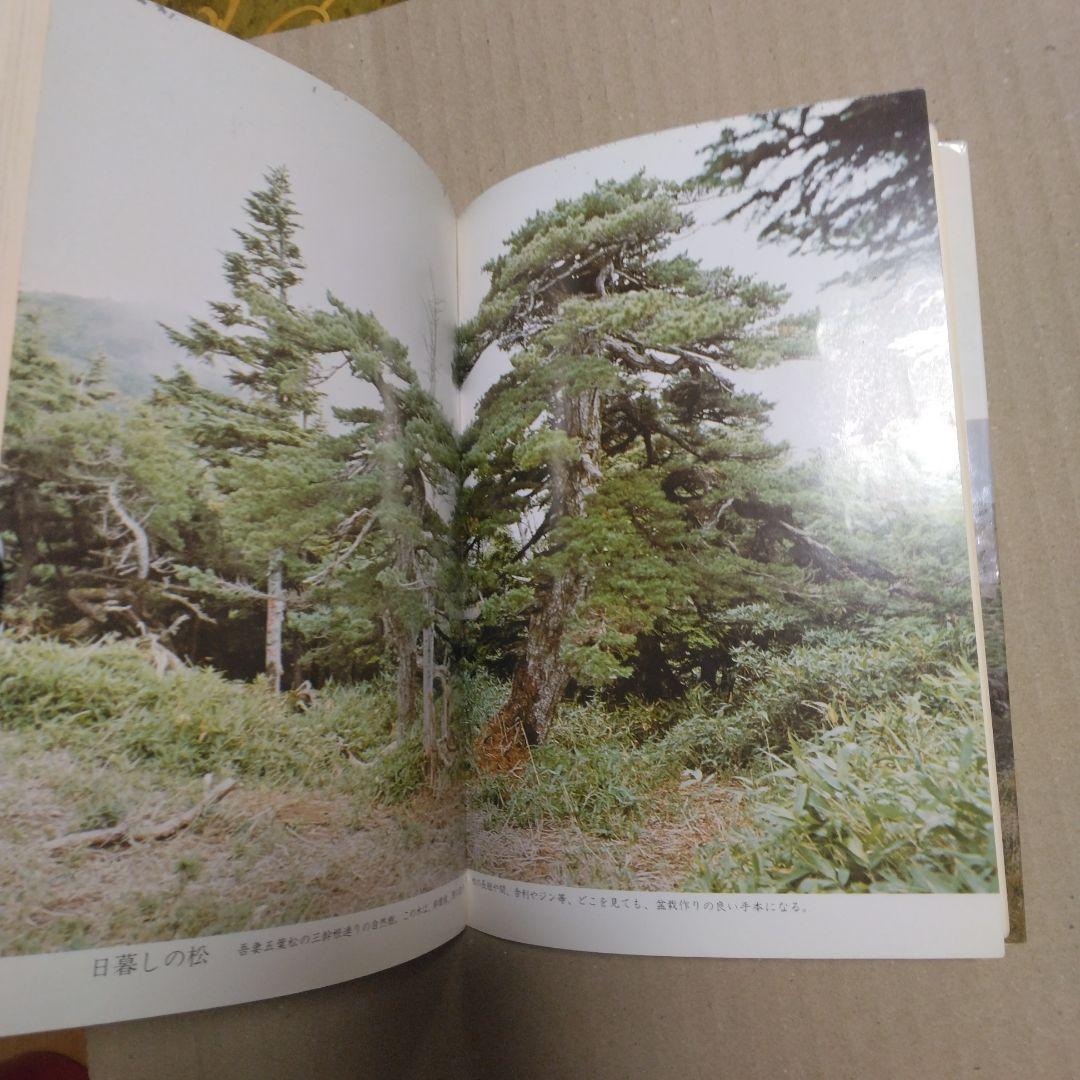 初期版　図解　盆栽樹形の作り方 阿部倉吉　五葉松盆栽の整姿・整形　昭和52年6版