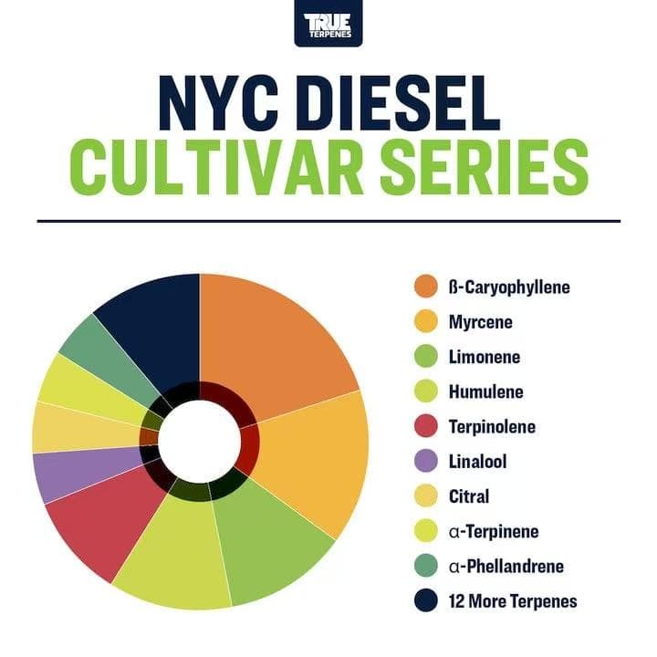 TRUE テルペン 香料 CBD CBN 10ml ニューヨークディーゼル