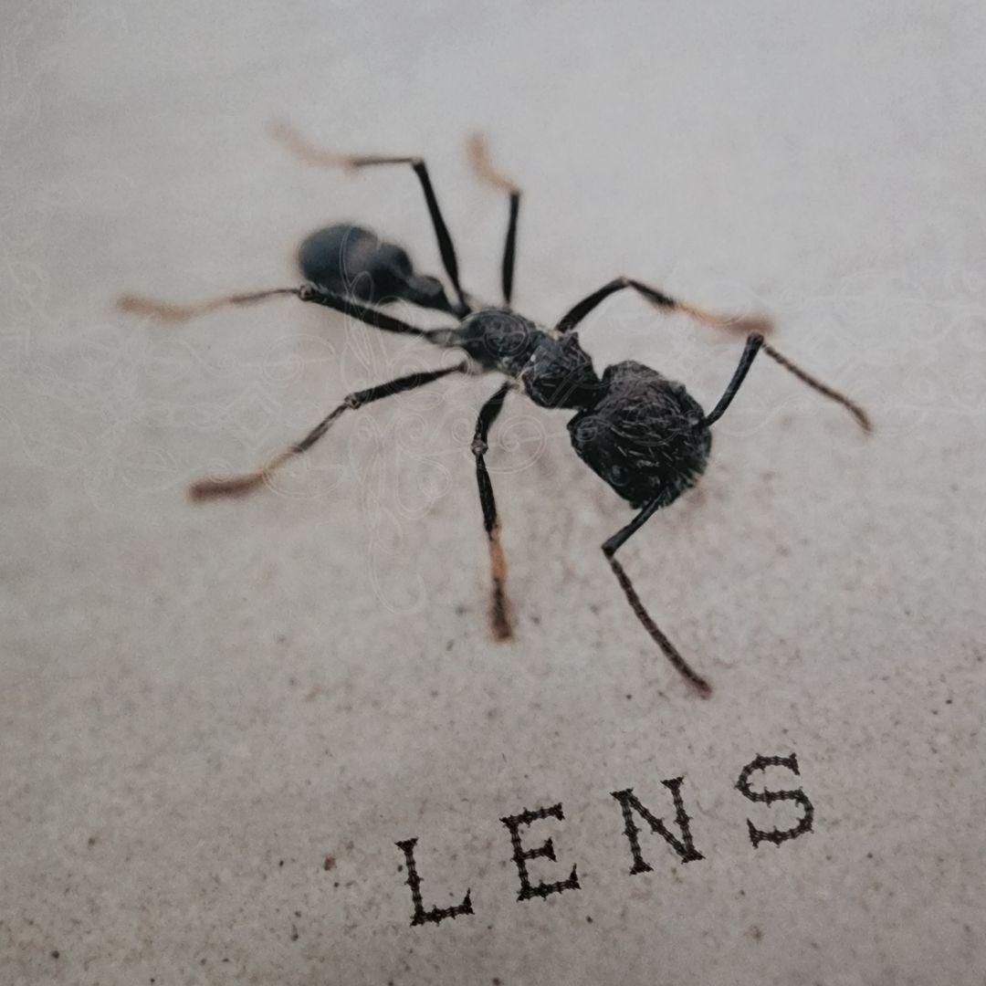 小林賢太郎 LENS レンズ B2ポスター KKP