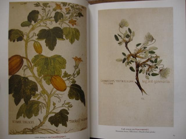 アート・デザイン・音楽 Masterpieces of Botanical Illustration