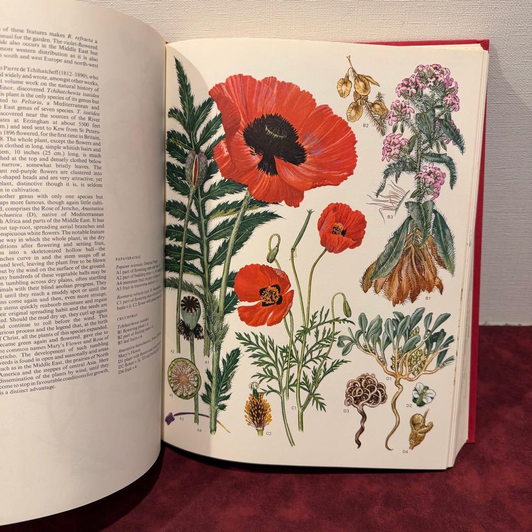 1210B⑩1970年初版植物図鑑　ジャンクジャーナル　ボタンニカル　洋書古書