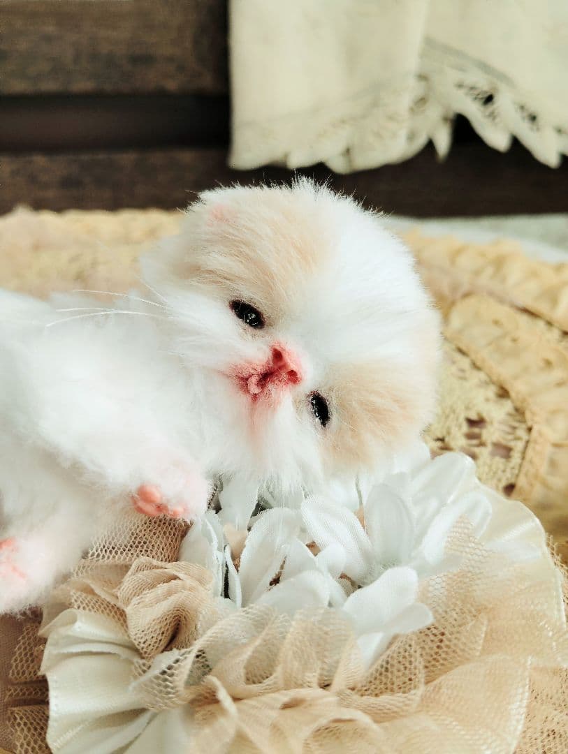 オメメ開いたよ♡生後7日♡エキゾベビー♡子猫ちゃん♡アートドール♡