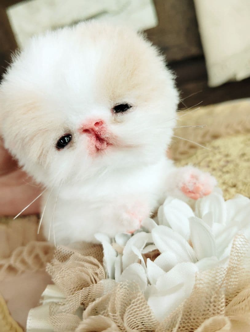 オメメ開いたよ♡生後7日♡エキゾベビー♡子猫ちゃん♡アートドール♡