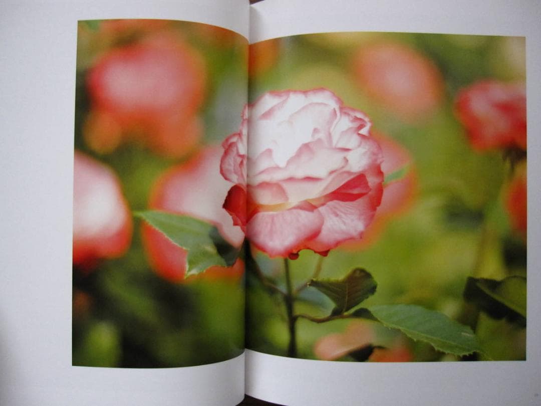 The May Sun / Terri Weifenbach 1000部限定