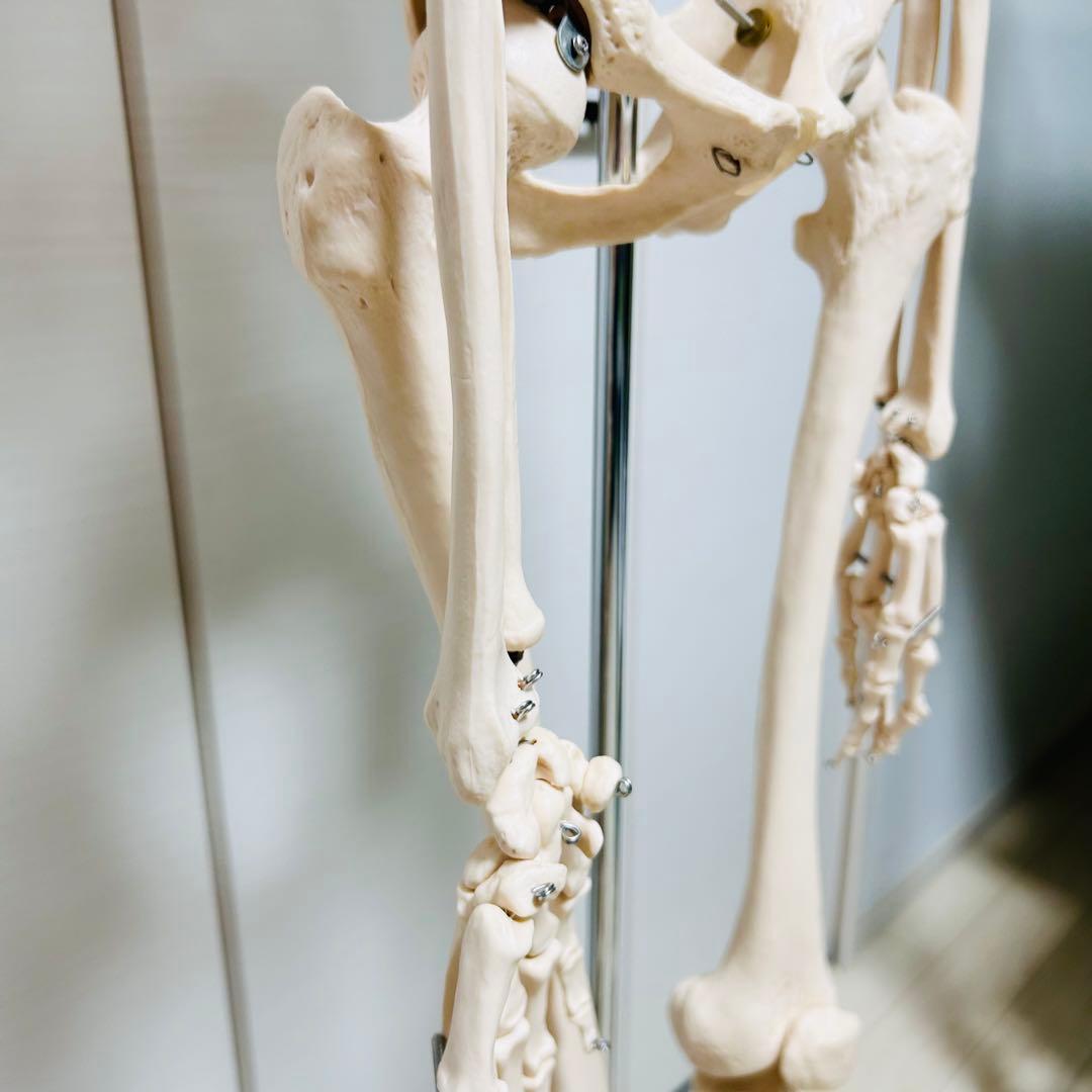 【送料無料】人体模型 骨格標本 骸骨 がい骨 忠実 リアル　等身大