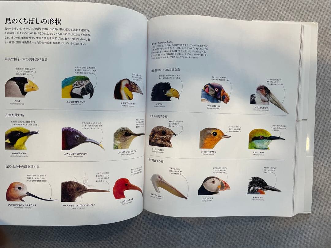 ZOOLOGY 動物の世界 & OCEAN LIFE 海の世界　図鑑2冊セット