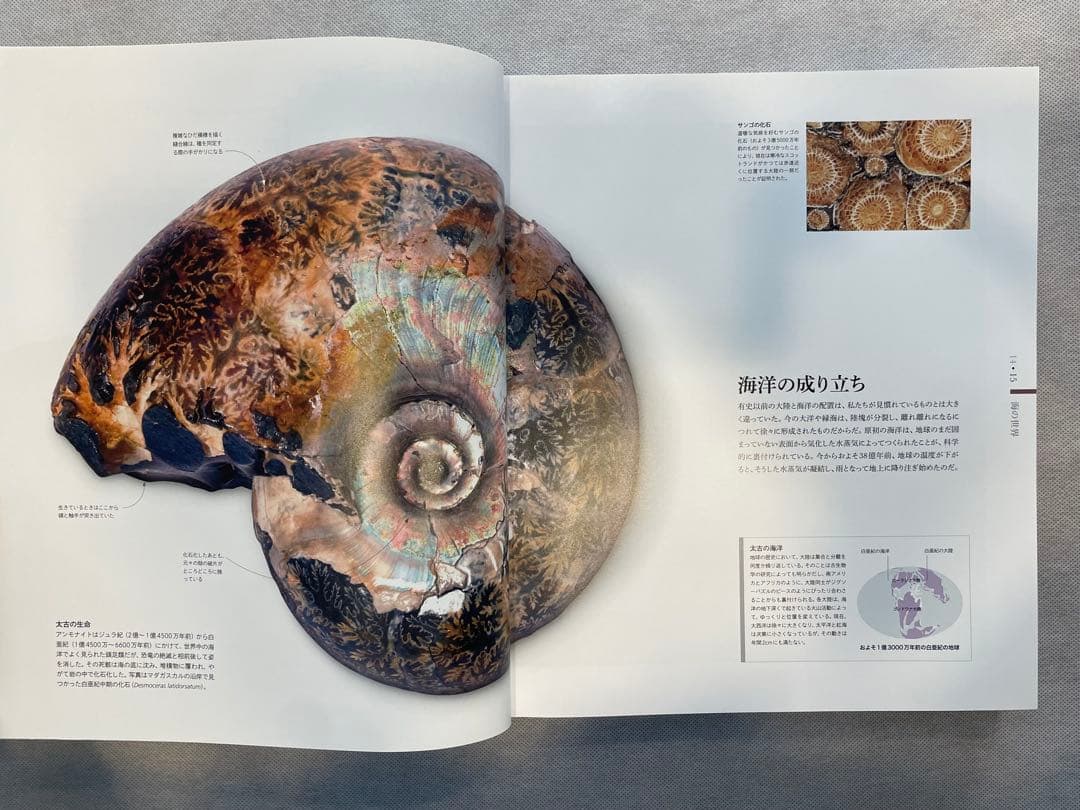 ZOOLOGY 動物の世界 & OCEAN LIFE 海の世界　図鑑2冊セット