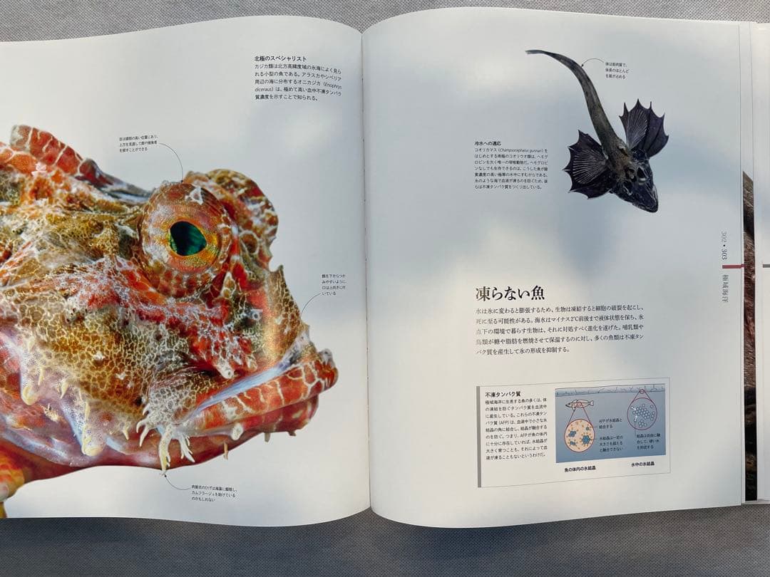 ZOOLOGY 動物の世界 & OCEAN LIFE 海の世界　図鑑2冊セット