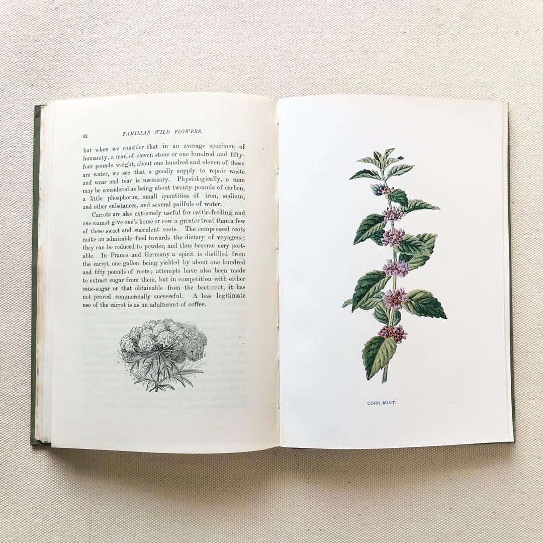 1910年 イギリスの希少な植物図鑑 FWF2 アンティーク