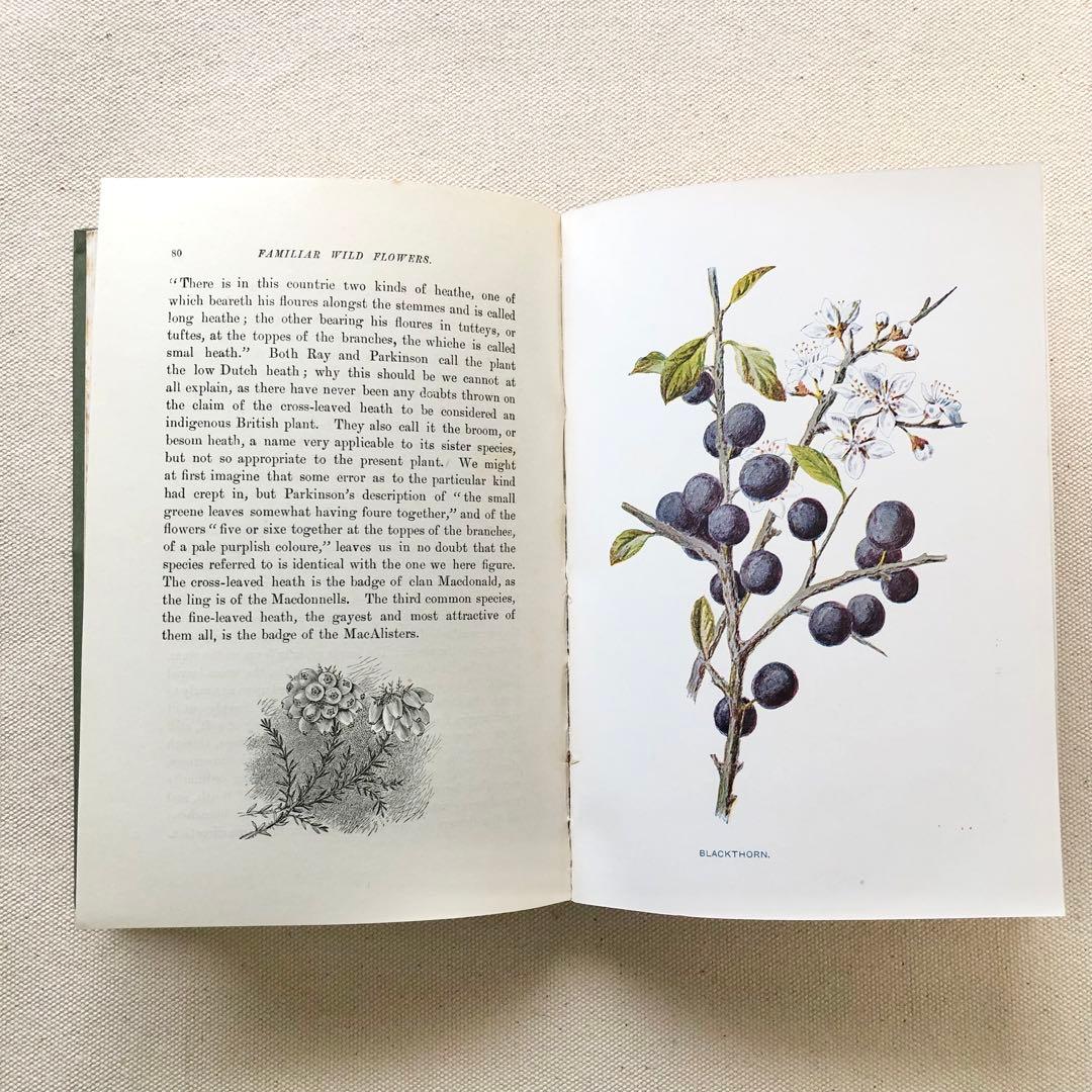1910年 イギリスの希少な植物図鑑 FWF2 アンティーク