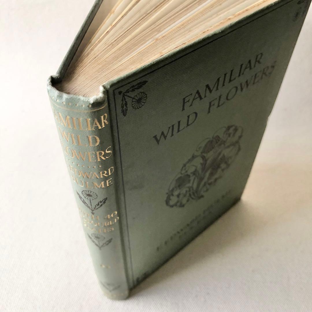 1910年 イギリスの希少な植物図鑑 FWF2 アンティーク