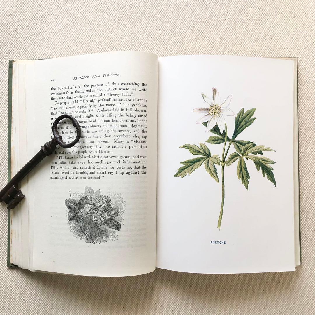 1910年 イギリスの希少な植物図鑑 FWF2 アンティーク
