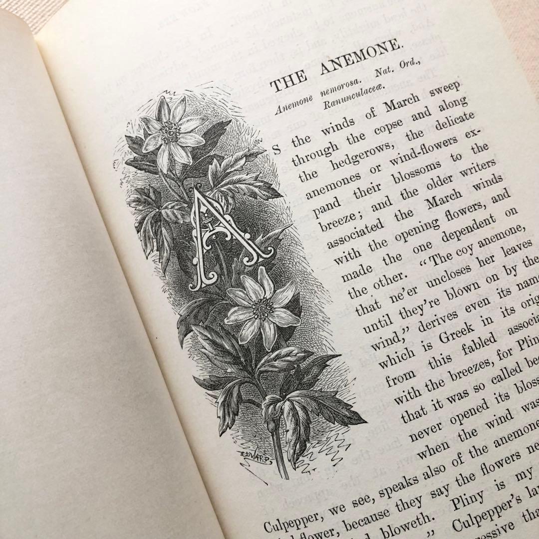 1910年 イギリスの希少な植物図鑑 FWF2 アンティーク