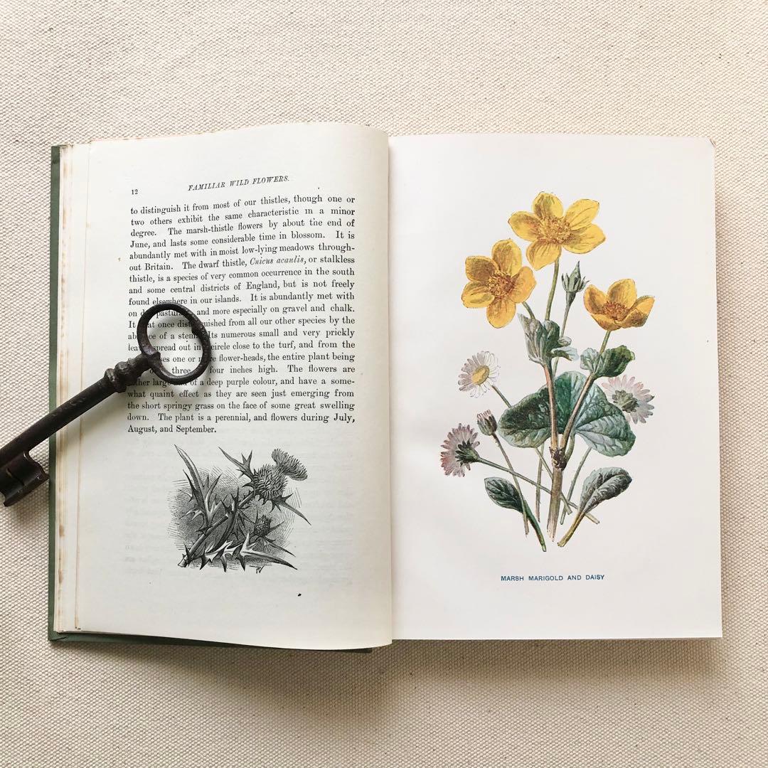 1910年 イギリスの希少な植物図鑑 FWF2 アンティーク