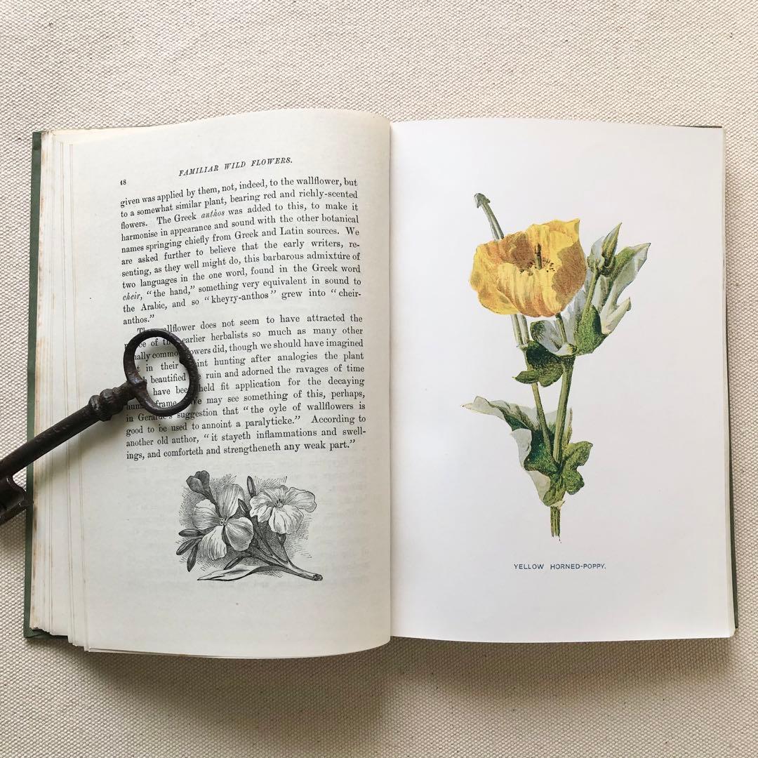 1910年 イギリスの希少な植物図鑑 FWF2 アンティーク