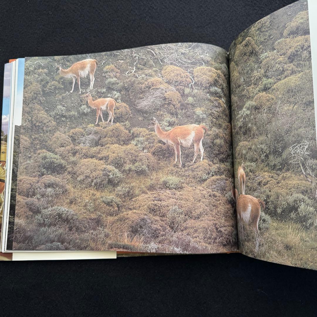 「アンデスの宝 - その貴き動物たち 第1巻」南米のリャマ, アルパカ 専門書