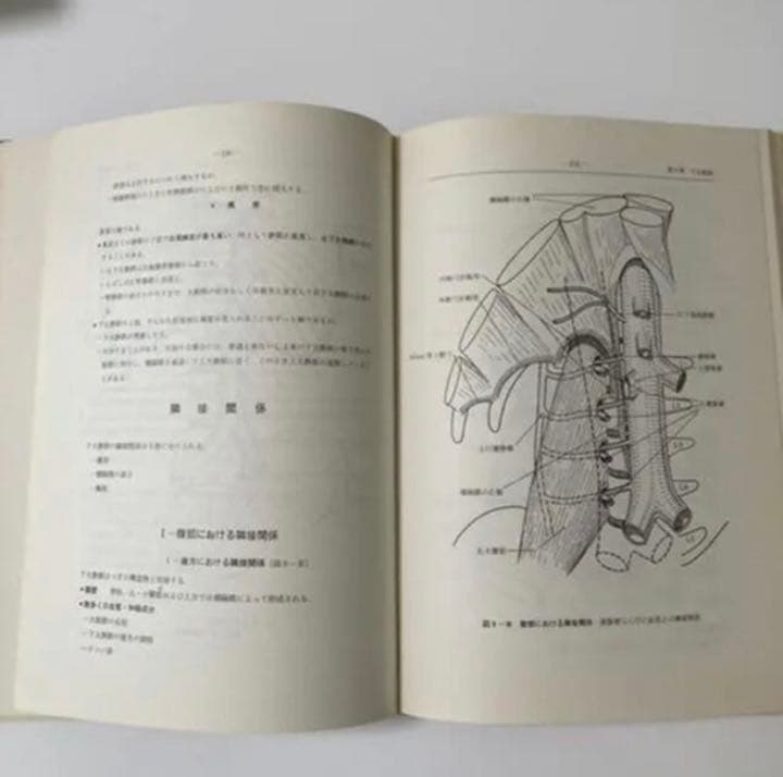 臨床解剖学ノート　腹部編（II）