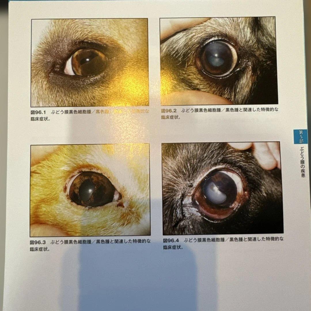 犬と猫の眼科疾患パーフェクトアトラス　診る目を鍛える150章