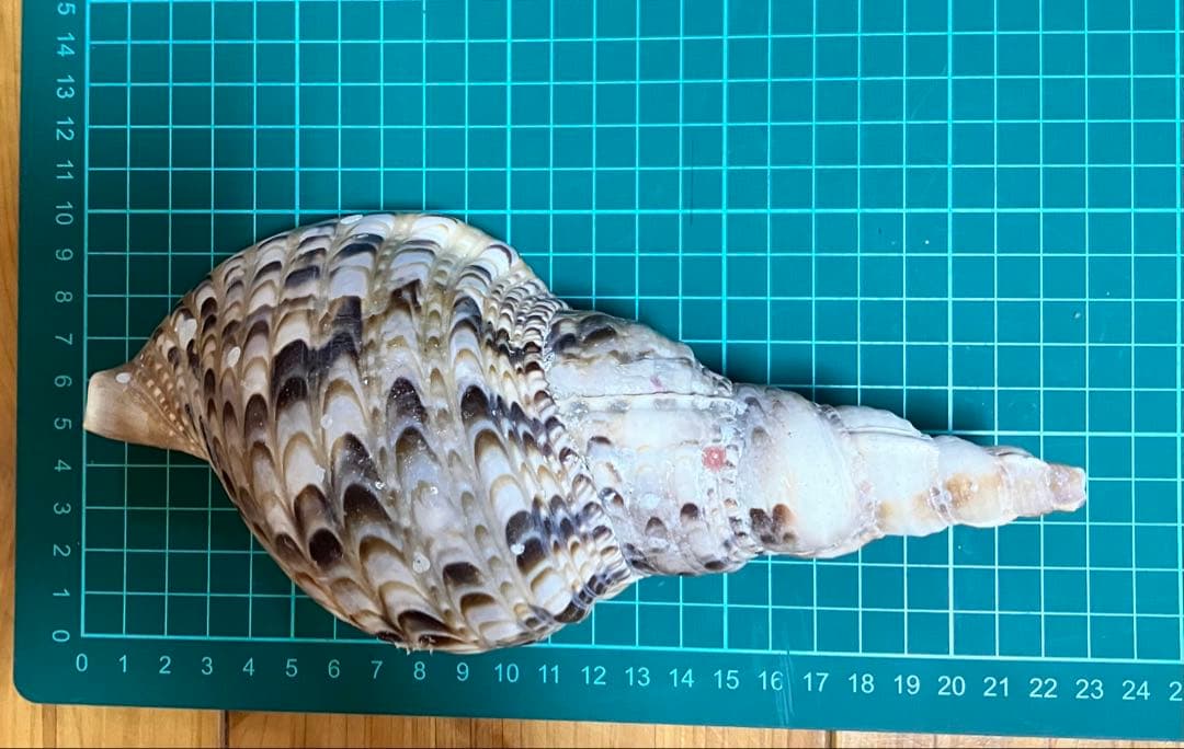法螺貝4点