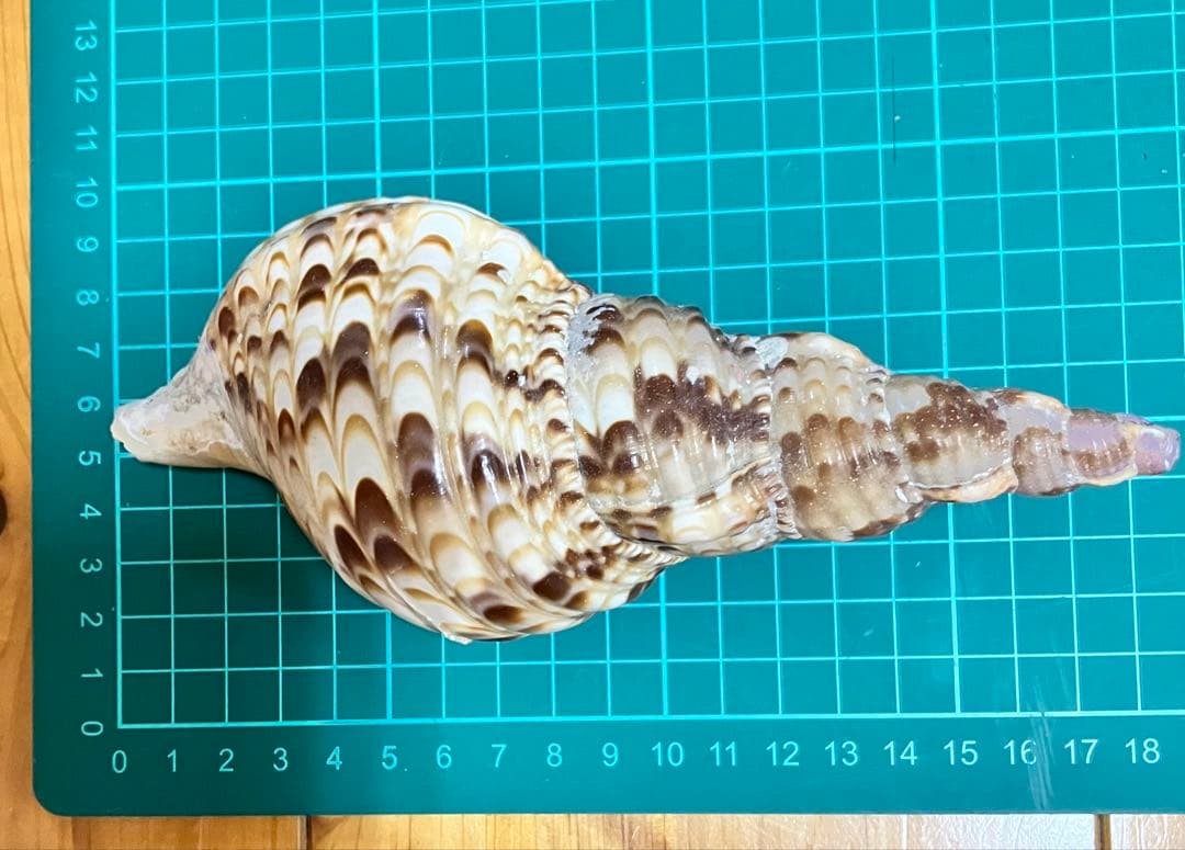 法螺貝4点