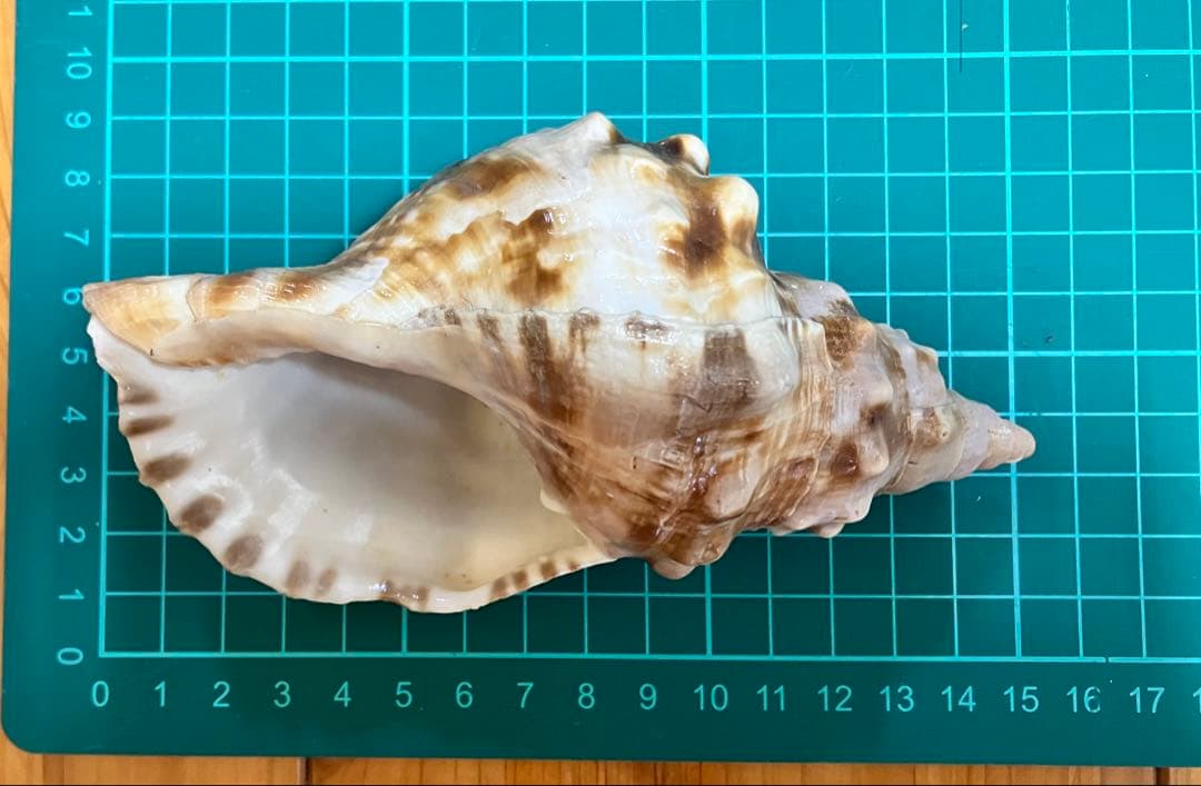 法螺貝4点