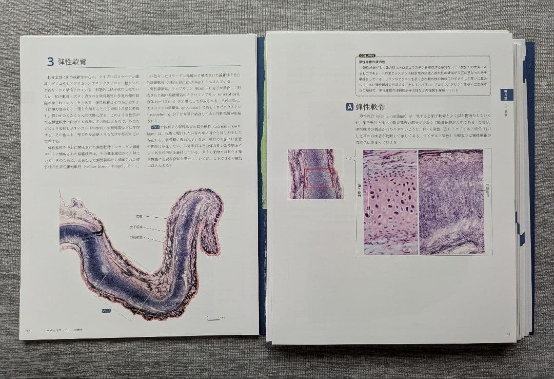 【裁断済み】バーチャルスライド組織学