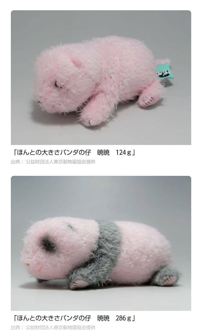 ほんとの大きさパンダの仔　4こセット