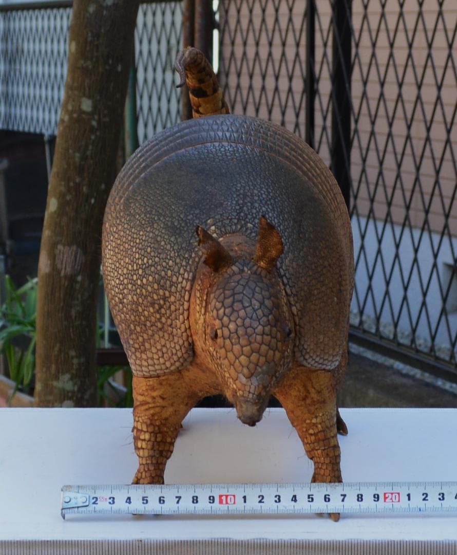 即決　剥製　ココノオビアルマジロ　置物　飾り物「国際希少野生動植物種」指定外