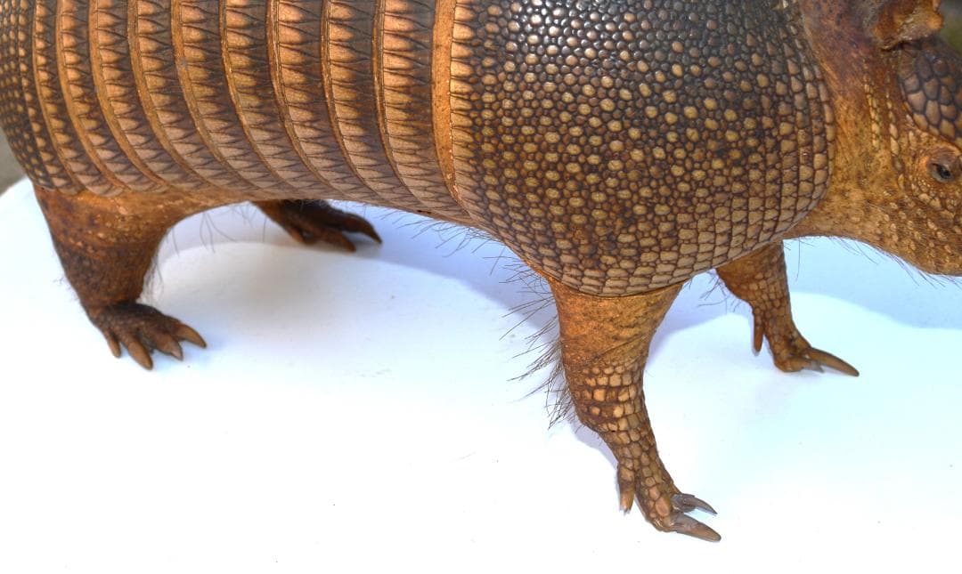 即決　剥製　ココノオビアルマジロ　置物　飾り物「国際希少野生動植物種」指定外